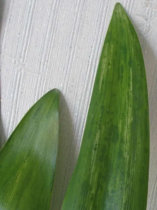 Hippeastrum mosaic virus