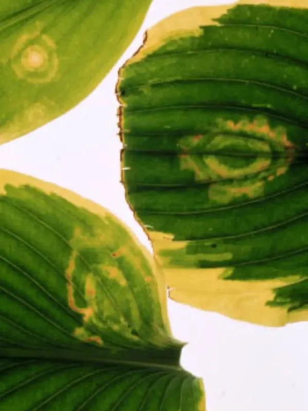 Impatiens necrotic spot orthotospovirus