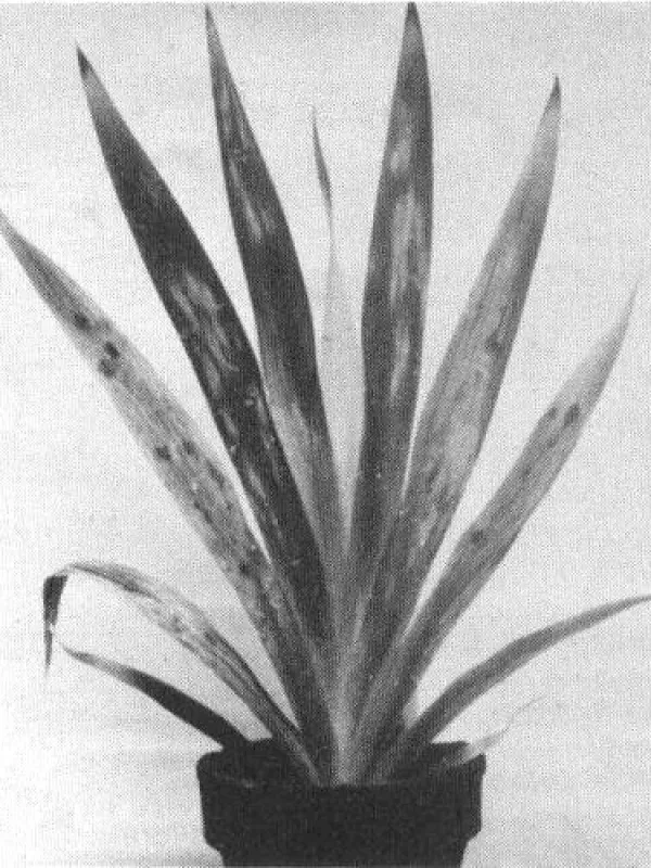 Iris severe mosaic virus