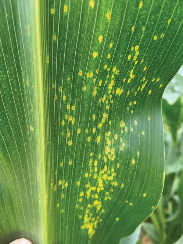 Maize eyespot