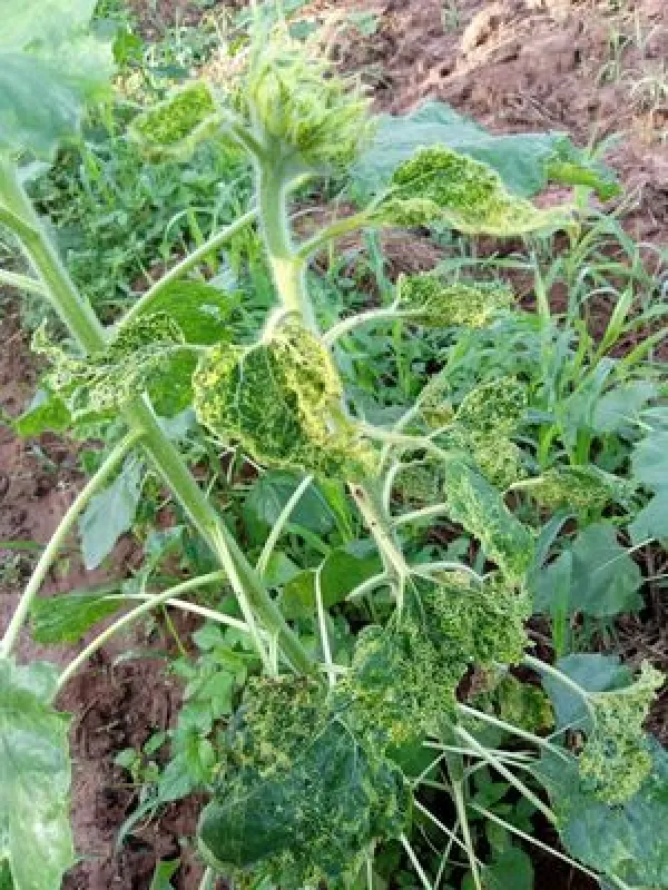 Helitessellati mosaic virus