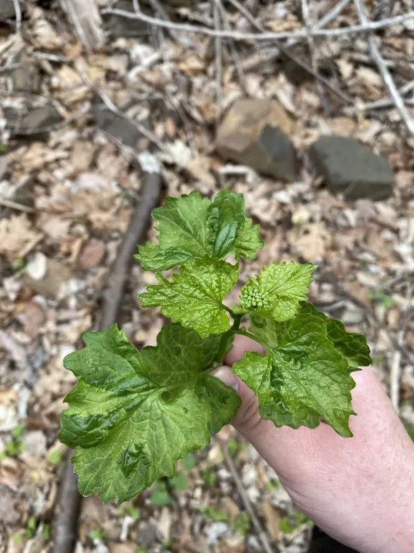 Turnip mosaic virus