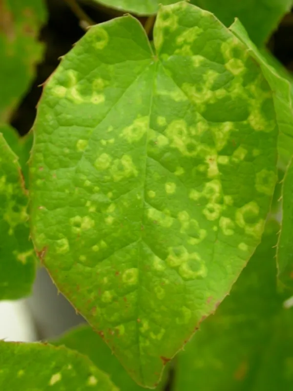 Tobacco rattle virus