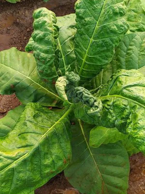 Tobacco leaf curl virus