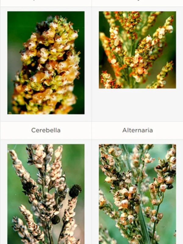 Sorghum ergot