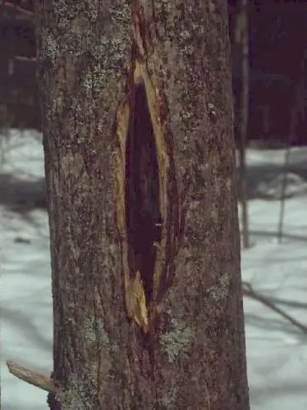 Melanconiosis