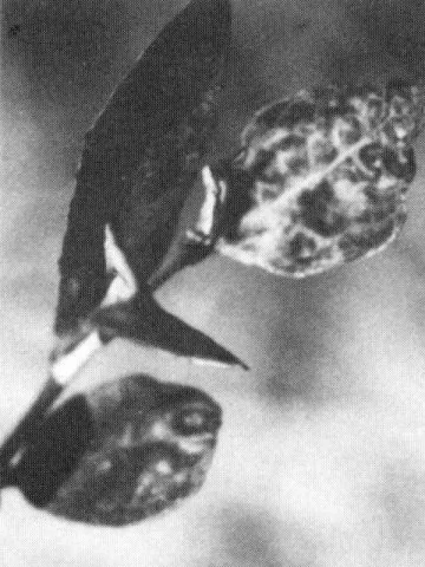 Blueberry latent virus