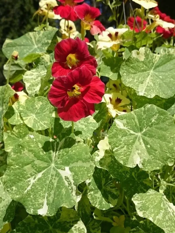 Tropaeolum mosaic