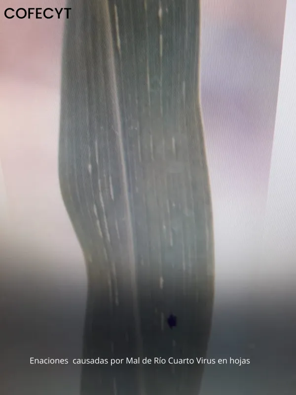 Fijivirus cuartoense