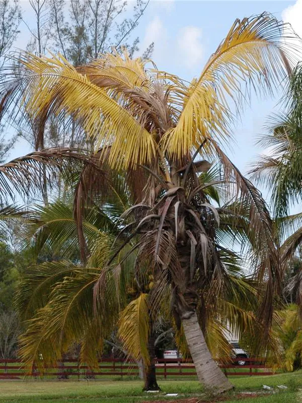 Yucatan lethal yellowing