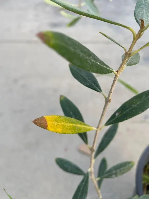 Olive yellows