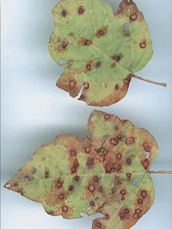 Cercospora leaf spot of viburnum