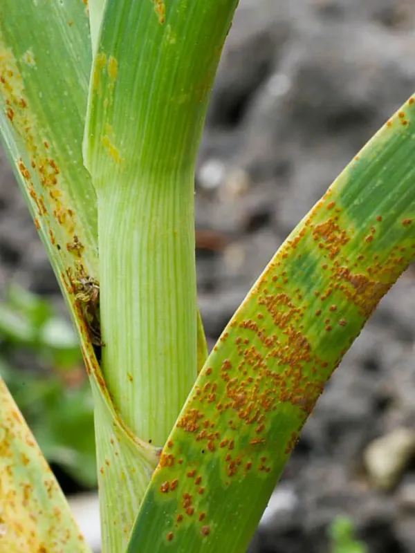 Rust of Allium