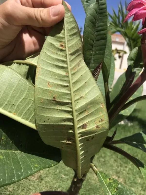Milkweed rust
