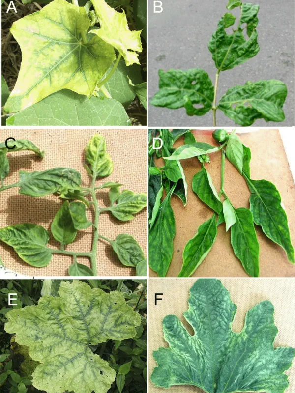 Cucumber chlorotic spot virus