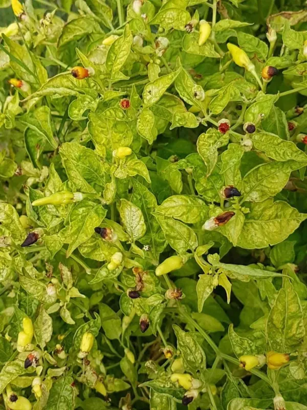 Pepper mosaic