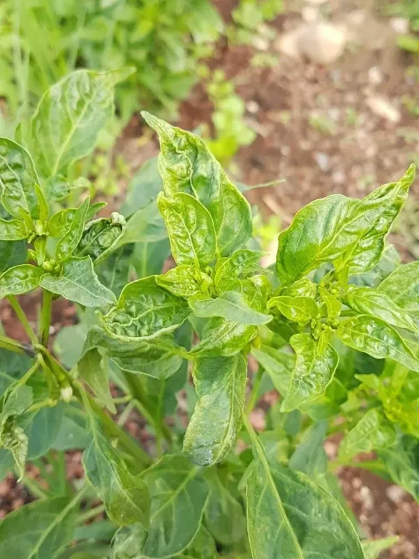 Pepper Lahore begomovirus