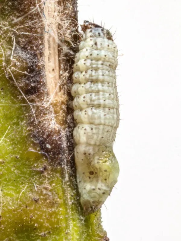 Beet armyworm nucleopolyhedrovirus