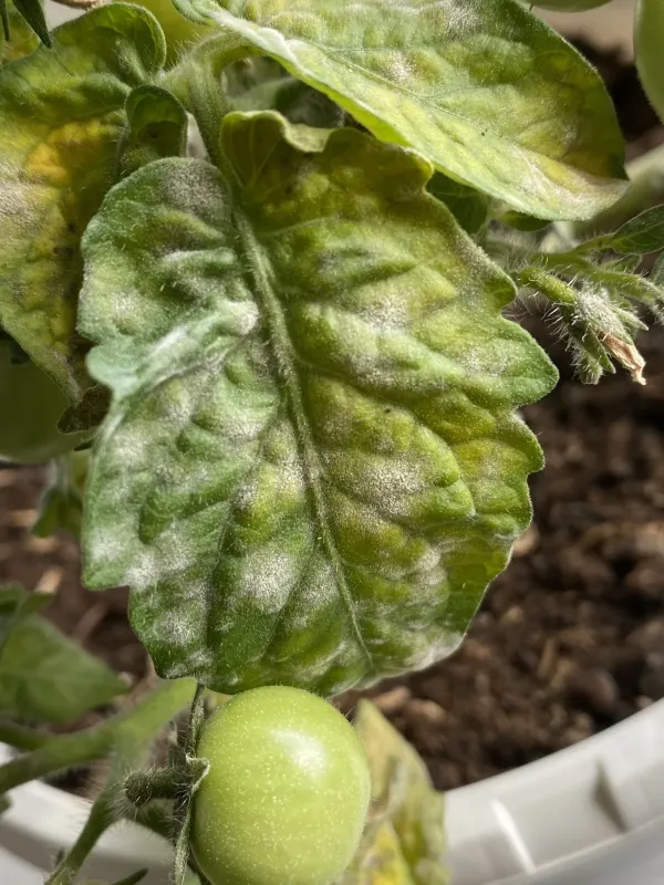 Tomato powdery mildew