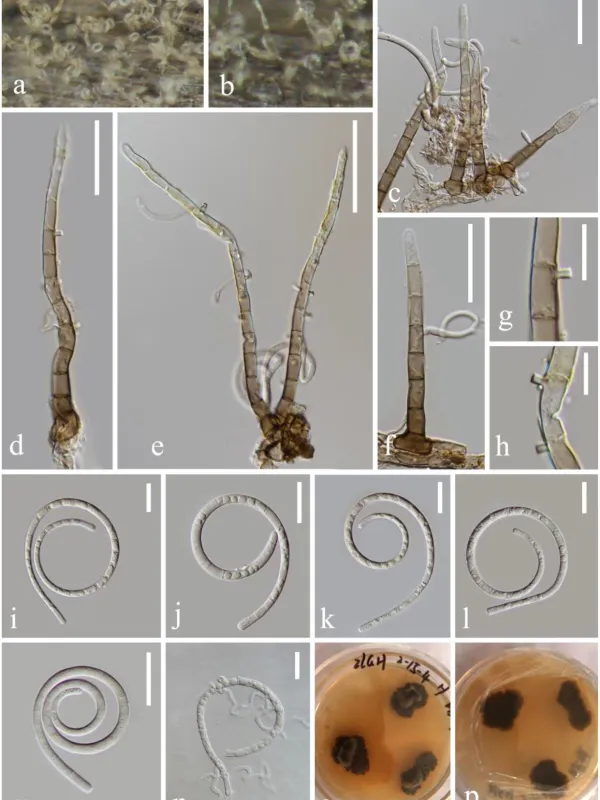 Тубеуфієві гриби