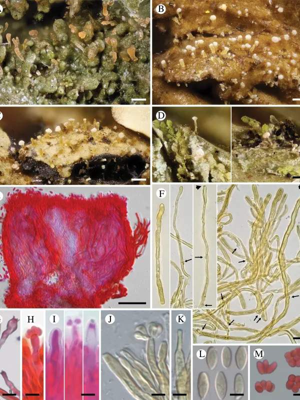 Chionosphaera