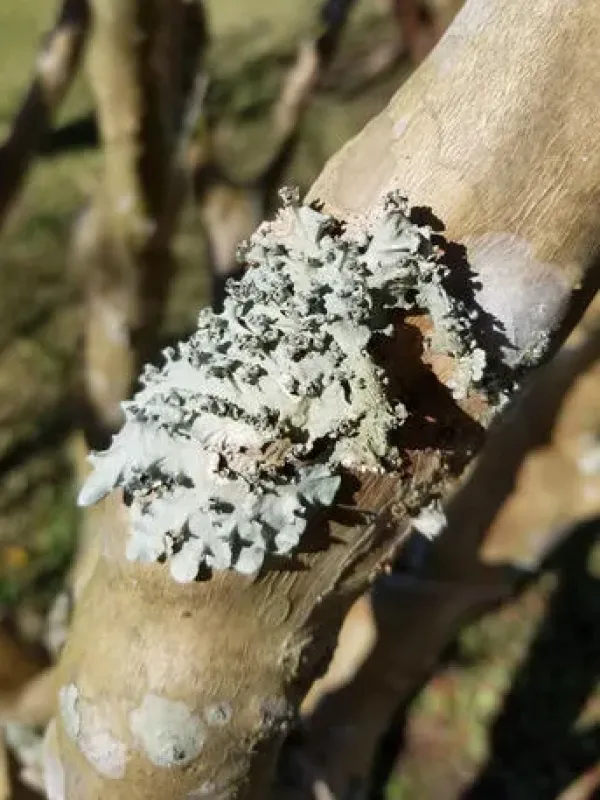 Physciaceae