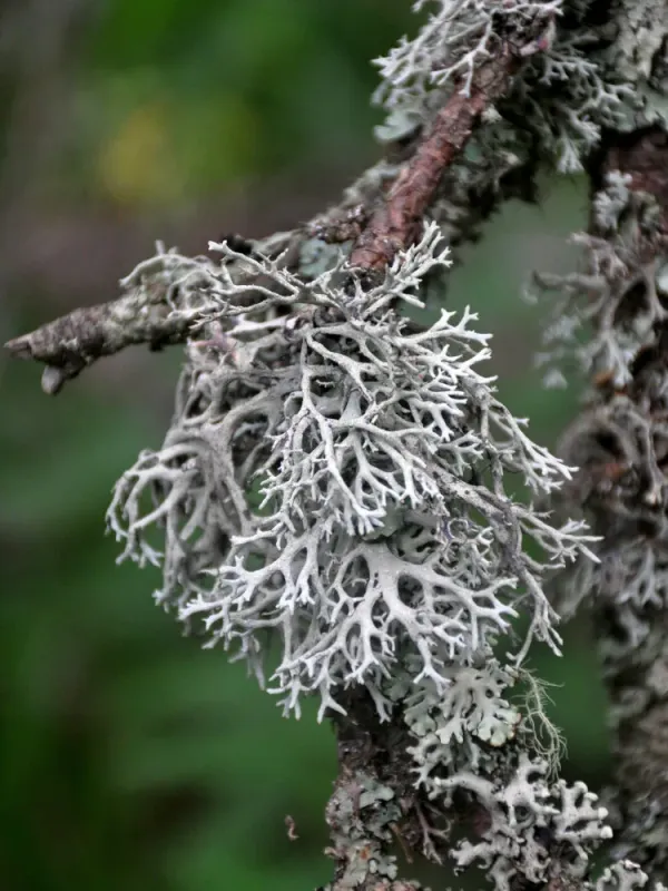 Pseudevernia furfuracea