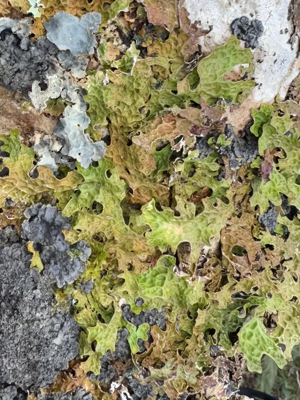 Sticta leaf spot