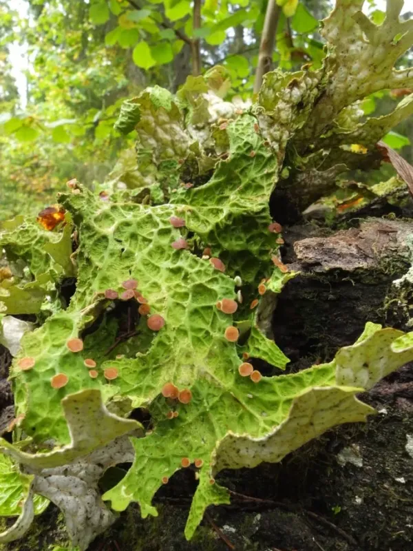 Lobaria virens