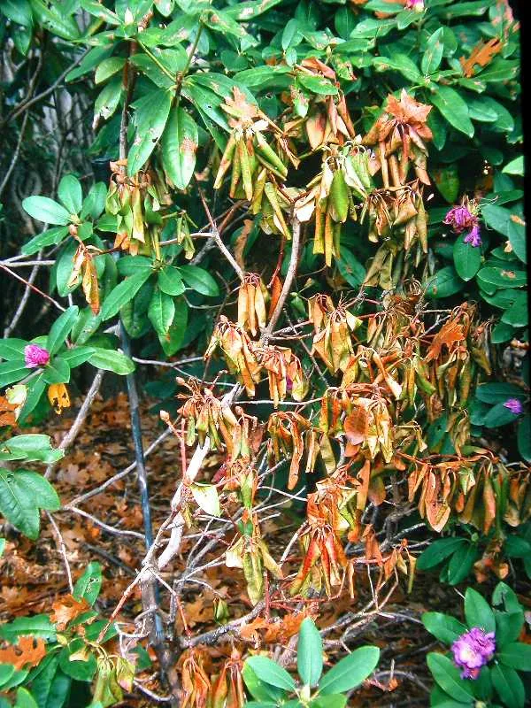Late blight