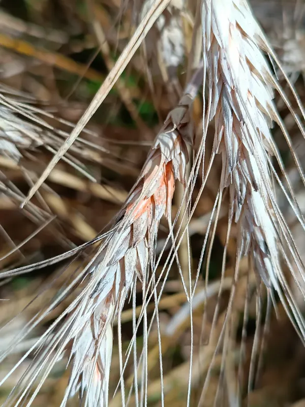 Fusarium head blight