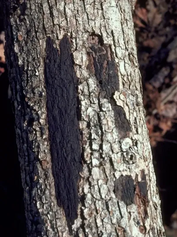 Biscogniauxia atropunctata
