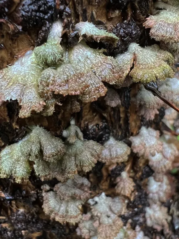 Aphelaria