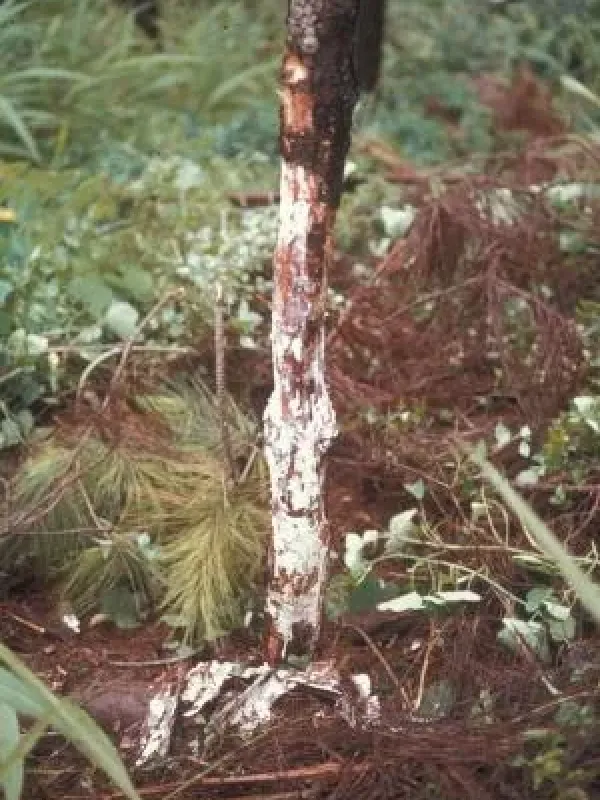 Armillaria root rot