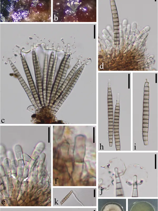 Dactylosporaceae