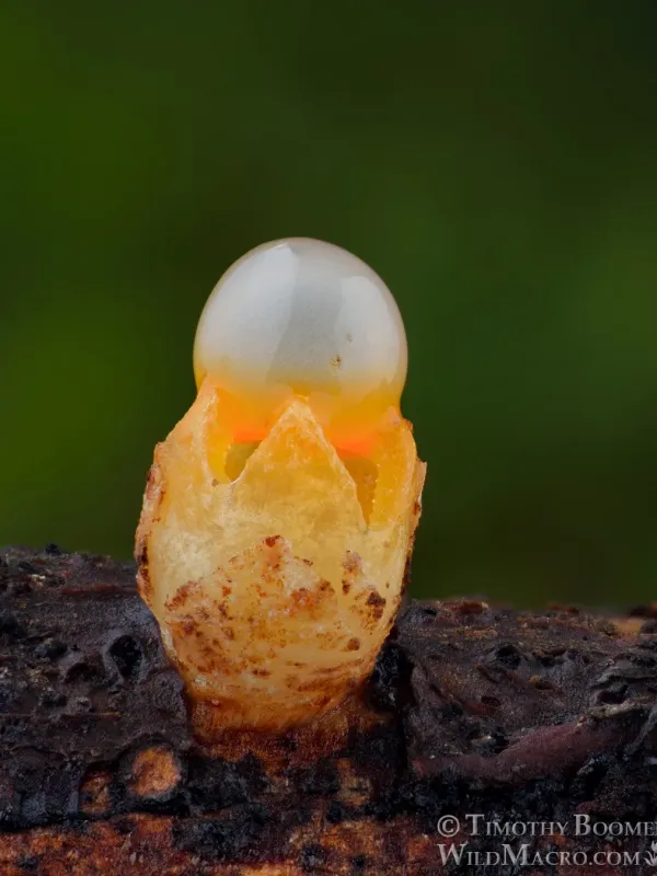 Sphaerobolus stellatus