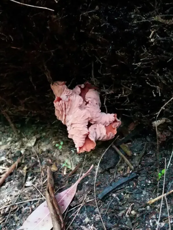 Hydnangiaceae