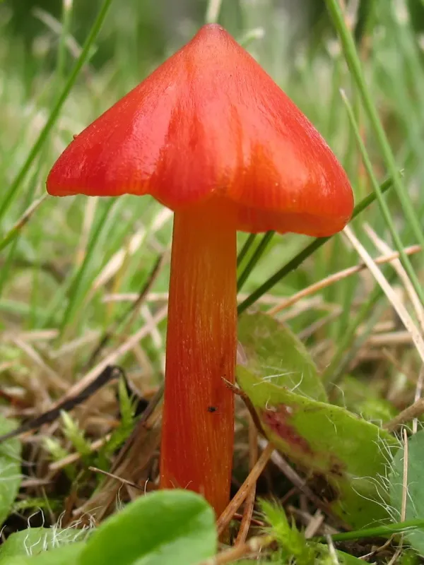 Hygrocybe