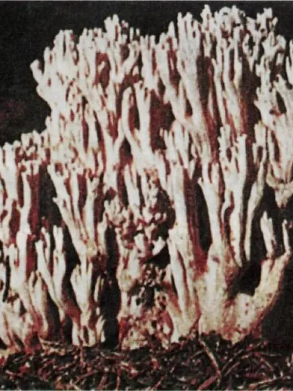 Ramaria mairei
