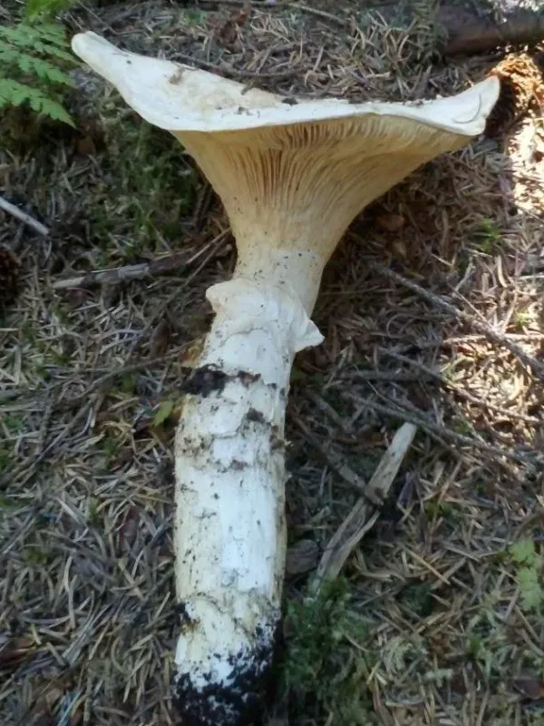 Catathelasma