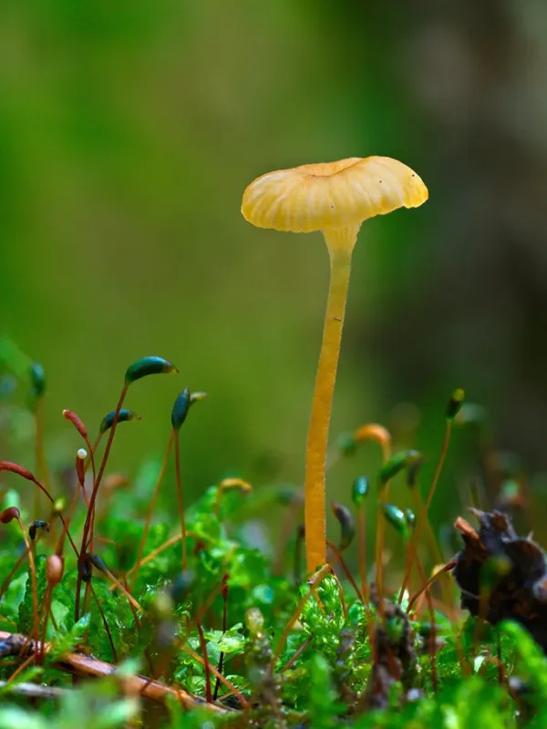 Rickenella fibula