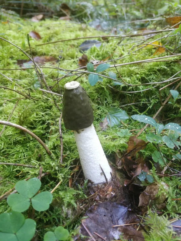Common stinkhorn