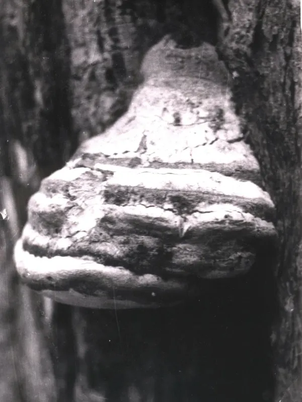 Laricifomes