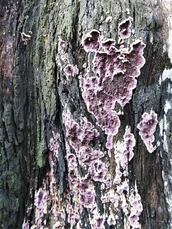 Cyphellaceae