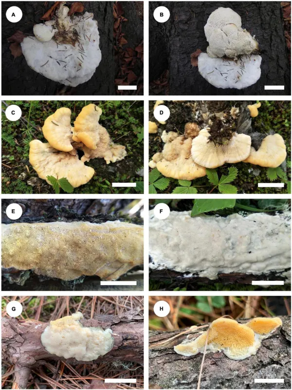 Дакриоболюс
