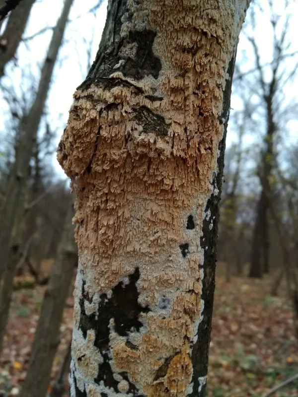 Микоация