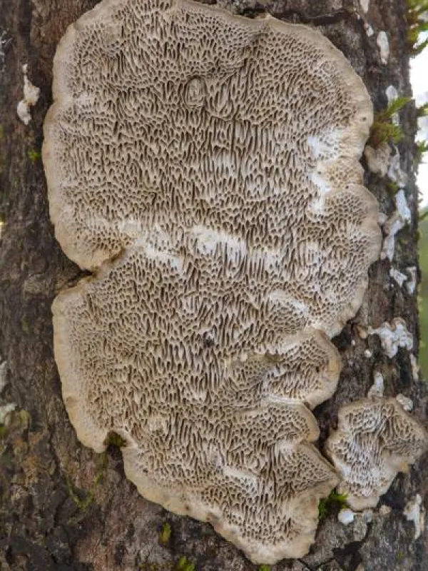 Datronia