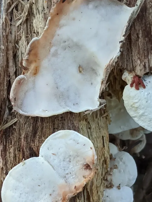 Antrodiella