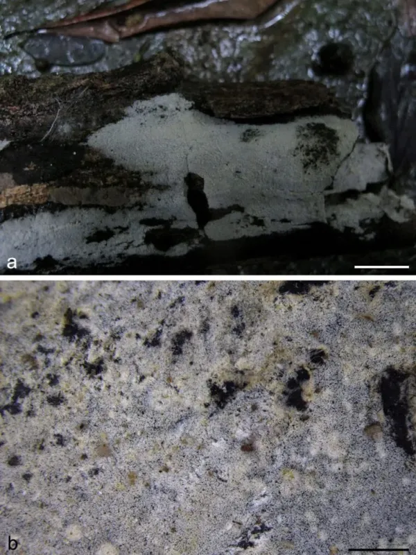 Subulicystidium