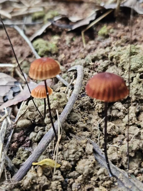 Marasmius siccus